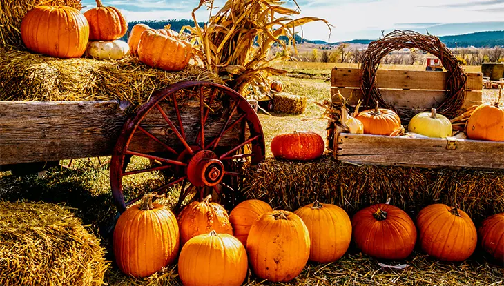 Pumpkins arranged around a rustic wooden cart with a vintage wagon wheel, hay bales, and dried corn stalks.
