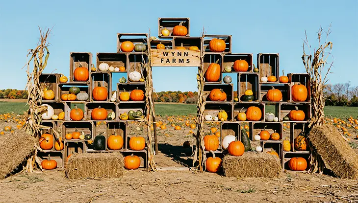 Une décoration de citrouilles formant une arche dans un champ, avec des citrouilles empilées sur des caisses en bois et des tiges de maïs autour.