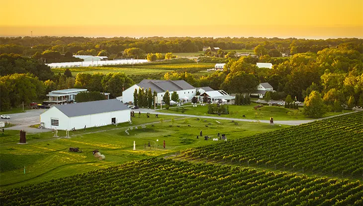 Vue aérienne de vignobles ondulants et de terres agricoles au coucher du soleil.