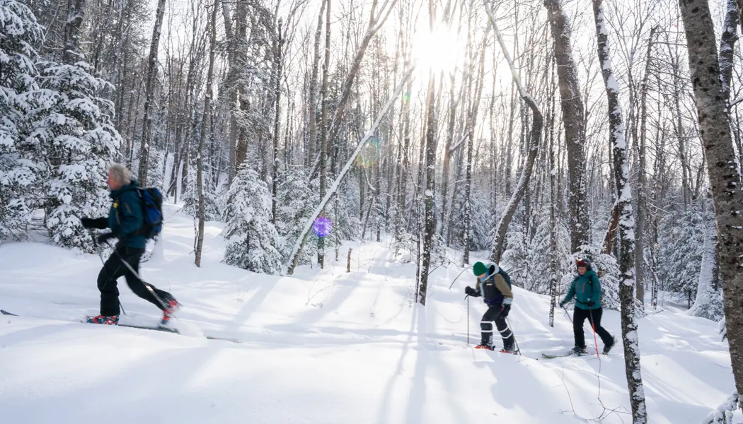 Drei Personen laufen auf Langlaufskiern auf einem verschneiten Waldweg in der Algoma-Region im Norden Ontarios.