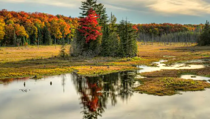 Les couleurs de l'automne s'affichent pleinement dans le parc provincial Algonquin.