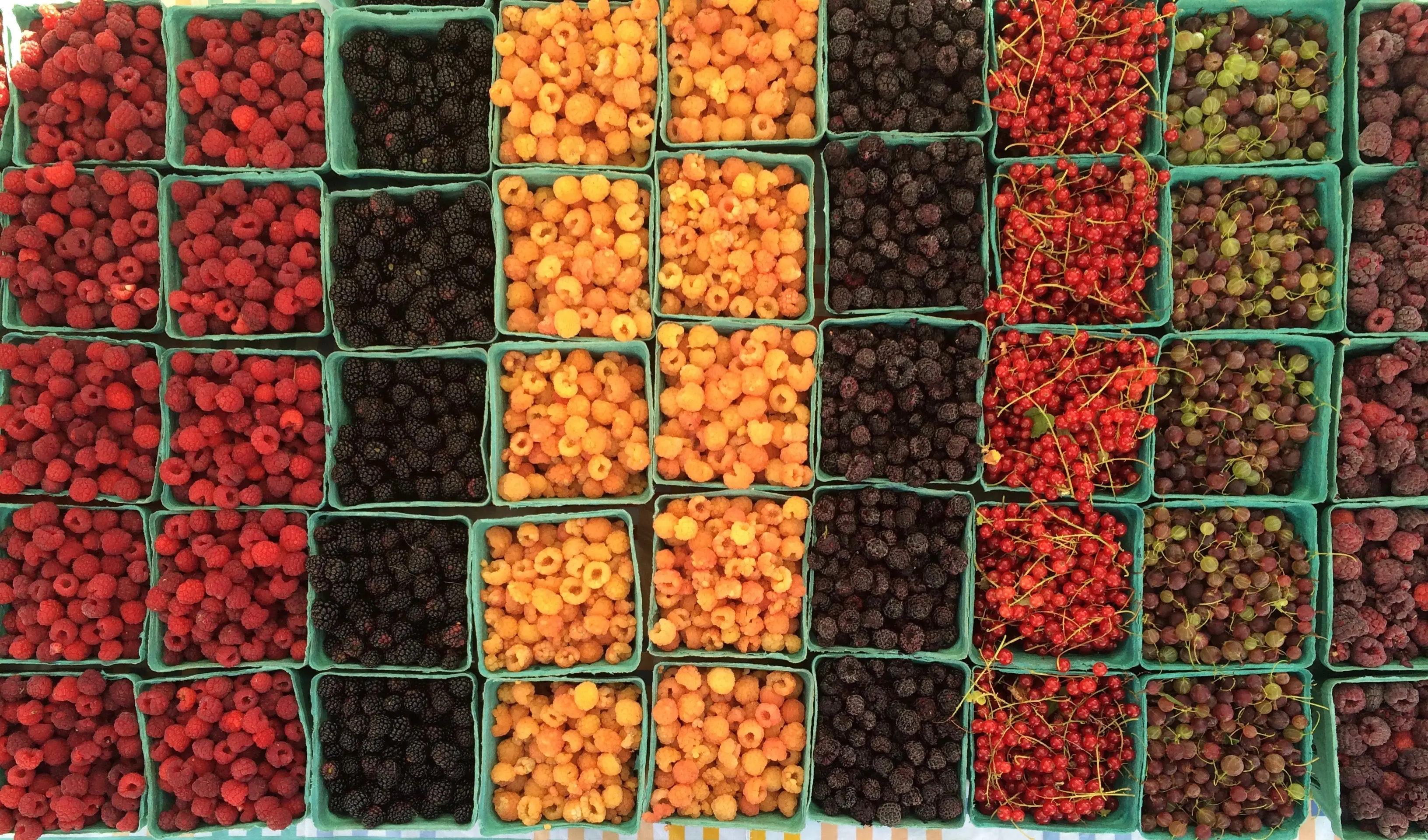 Vue aérienne de framboises rouges, de mûres foncées, de framboises jaunes, de groseilles et de bleuets bien juteux répartis dans des casseaux verts.