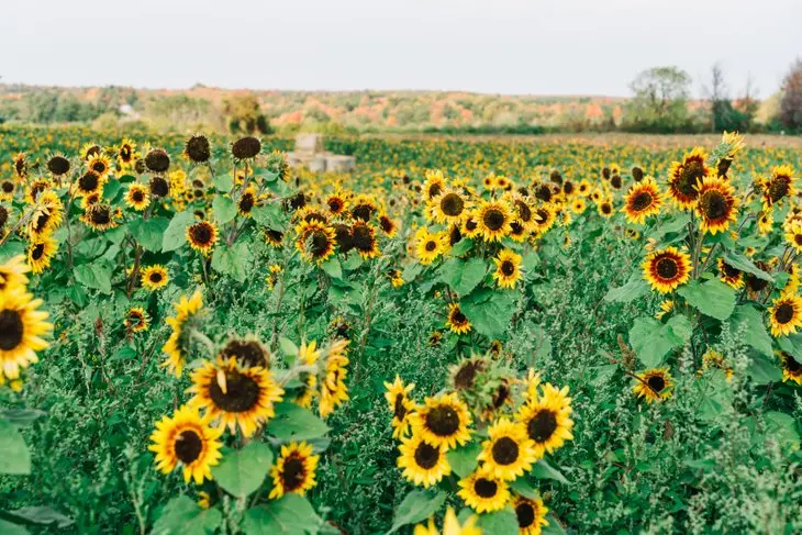 Gros plan sur des rangées et des rangées de tournesols jaune vif dans un champ de la ferme Andrews à Milton, en Ontario.