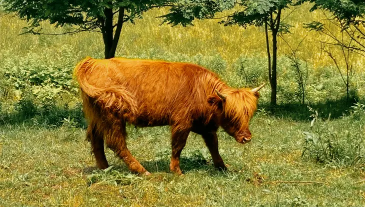 Un veau brun à poils longs dans un petit coin d’herbe.