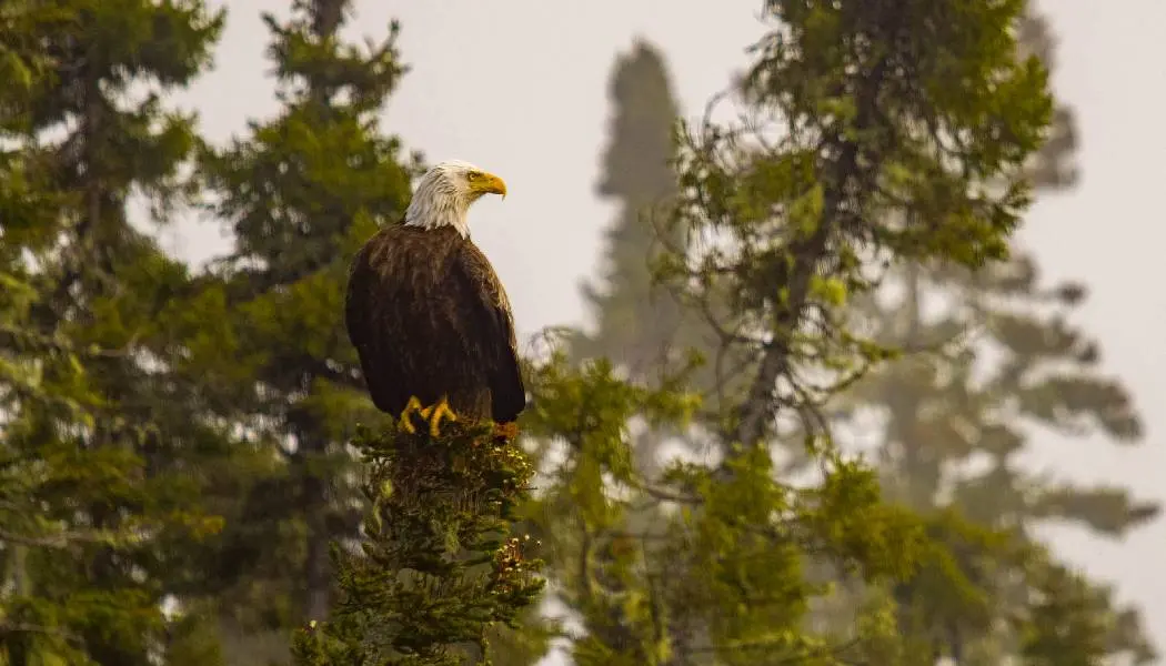 위풍당당한 흰머리독수리가 전나무 가지에 앉아 숲을 내려다보고 있다.