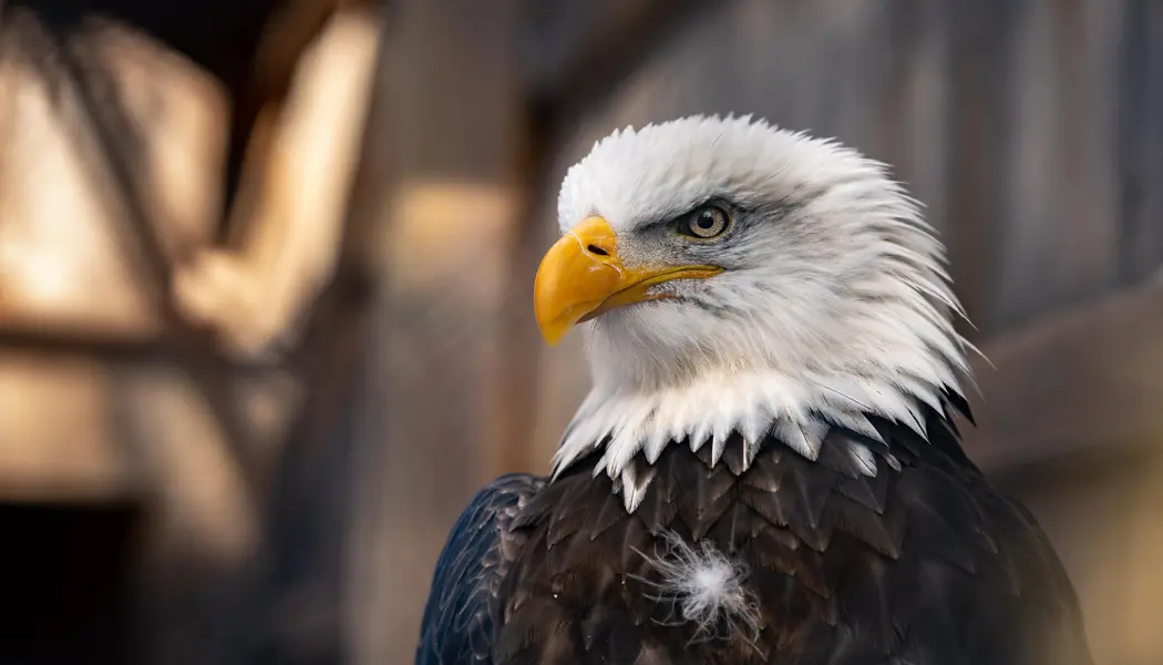 Retrato lateral de una majestuosa águila calva adulta en el Mountsberg Raptor Centre en el sur de Ontario.