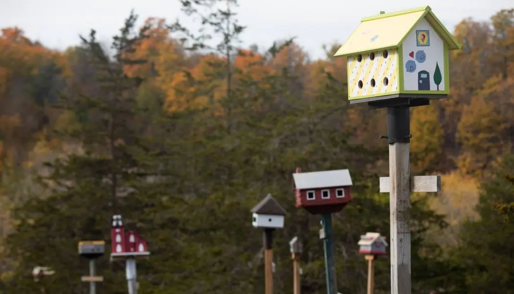 Plusieurs nichoirs colorés sur des supports surélevés, entourés d’une forêt baignée dans les couleurs automnales.