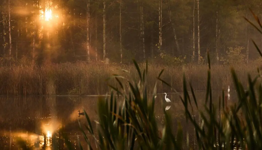 Bird watching waterbirds in Cataraqui conservation area in Kingston.