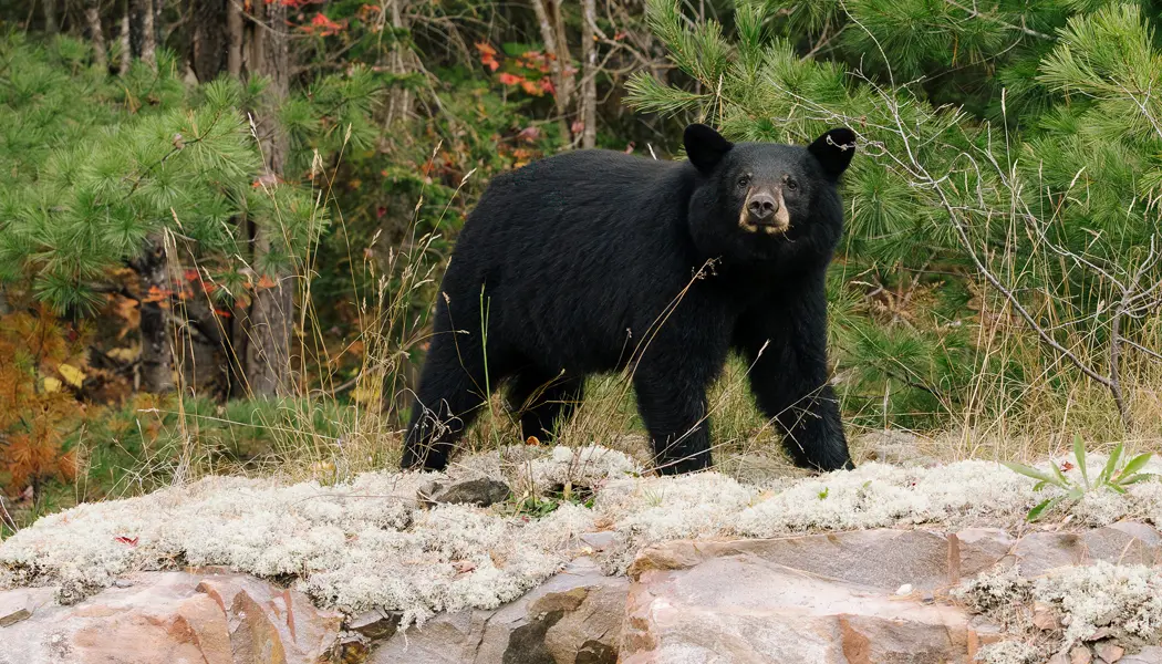 Un gran oso negro se encuentra en una cornisa rocosa con un bosque de pinos al fondo.