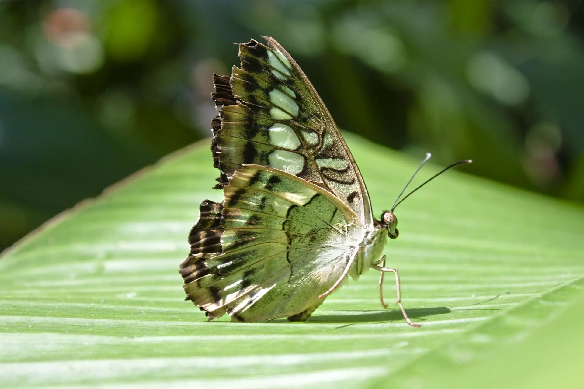 A close up of a brown butterfly perched on a green leaf.