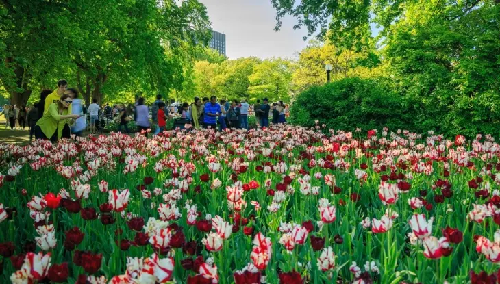 Un gran grupo de personas admirando los tulipanes en un parque.