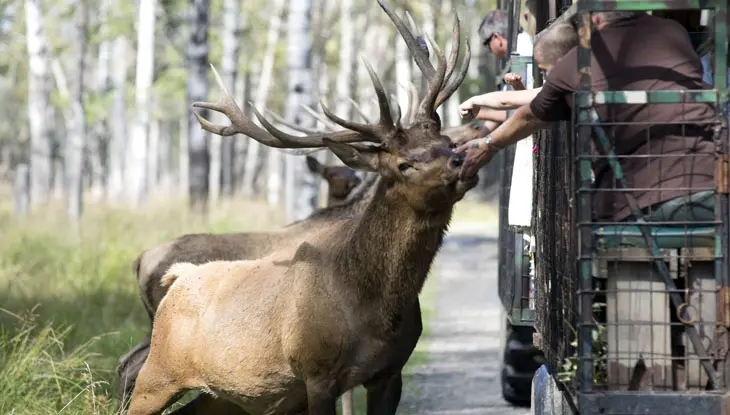 A group of tourists feed elk from a wagon on a wilderness tour in Timmins.