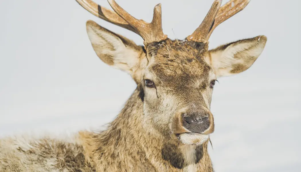 Gros plan d'un wapiti mâle en hiver dans le Nord-Est de l'Ontario.