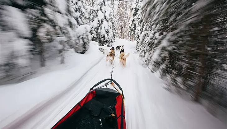 A dog sled glides quickly through a snowy forest, with two dogs pulling the sled along a narrow, tree-lined trail.