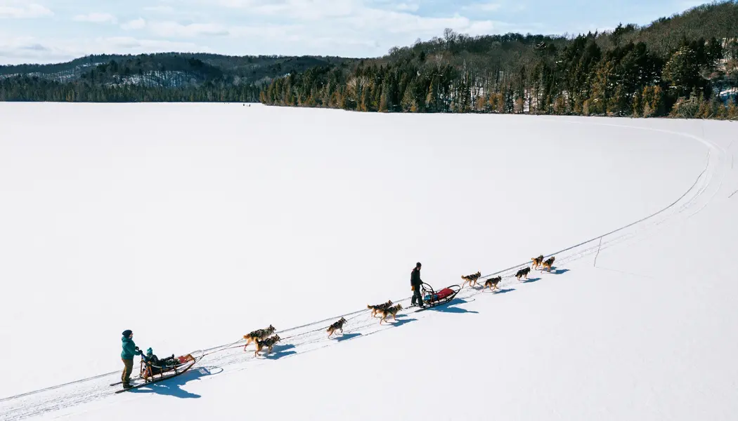 Deux équipes de traîneaux à chiens traversent un lac enneigé et gelé entouré de forêt sous un ciel bleu d'hiver.
