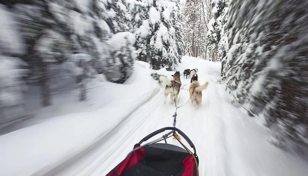 Vue depuis le traîneau d’un attelage de chiens filant à toute allure sur une piste enneigée dans le parc provincial Algonquin.