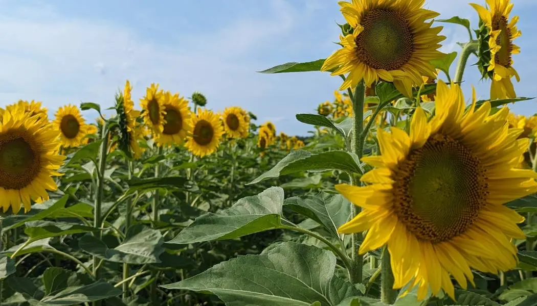 Des rangées de tournesols jaune vif se dressent fièrement dans un champ de tournesols du sud-est de l'Ontario.