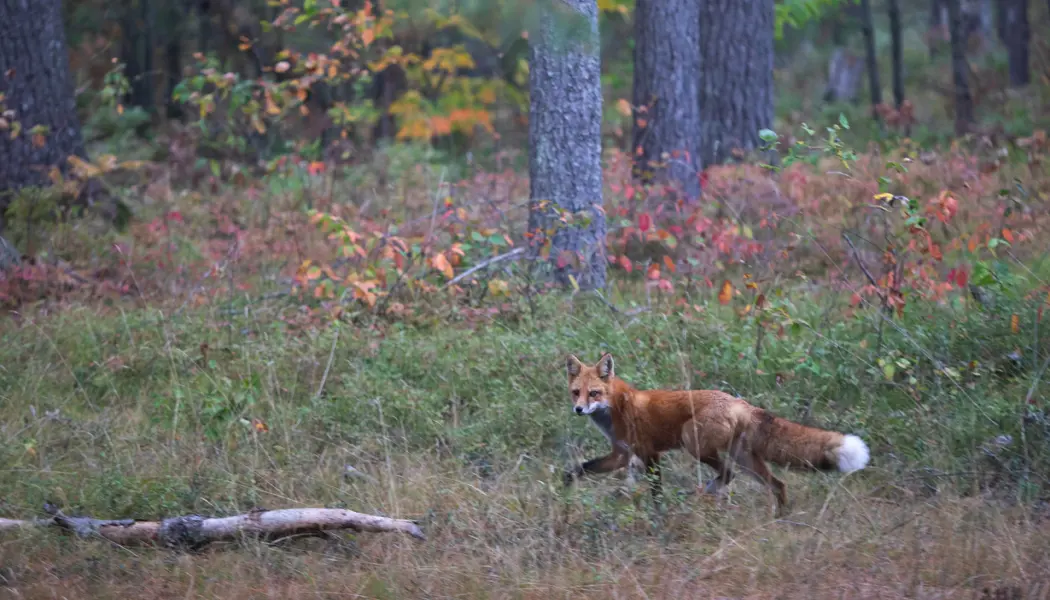 Un zorro rojo salvaje con una cola tupida y con puntas blancas trota junto a un bosque en la región de Algoma en Ontario.
