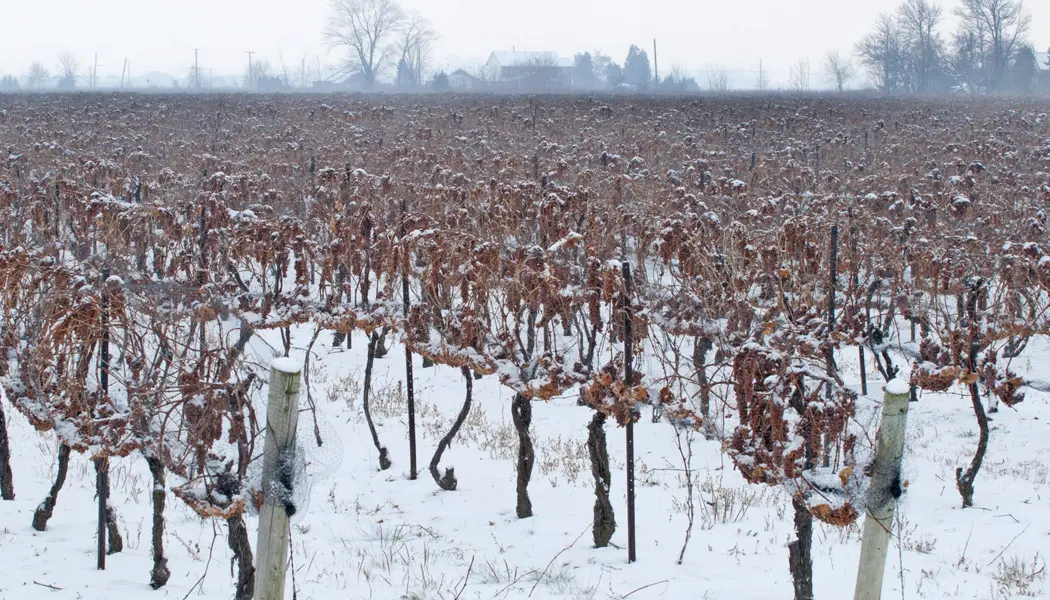 A vineyard of frozen grapes ready for harvesting into Icewine in Niagara.