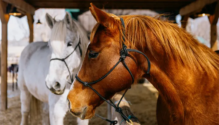 白い馬と茶色の馬が馬小屋に立って左を向いています。