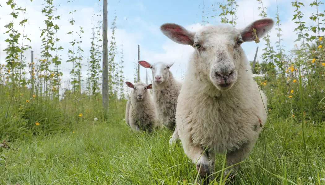 A herd of sheep grazes in the hop fields at Goodlot Farmstead Brewing in Caledon.