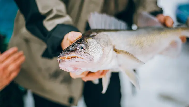 Close-up of a person holding a freshly caught fish on a frozen lake.