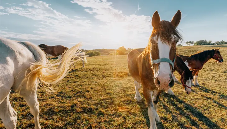 スティルブルック乗馬厩舎の広い野原では、数頭の乗馬馬が草を食んでいます。