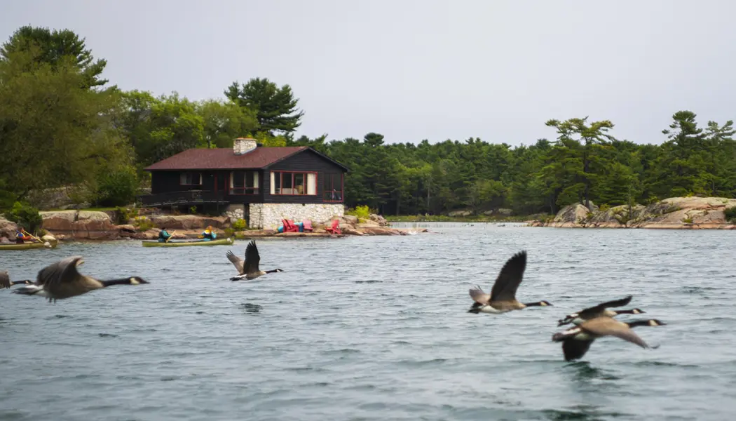 Un groupe de bernaches du Canada survole le rivage de la baie Georgienne, au Killarney Mountain Lodge Resort.