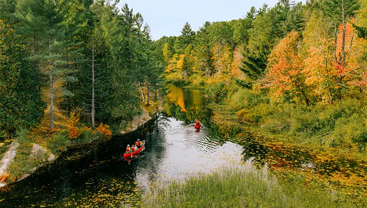 Canoas remando a lo largo de un río tranquilo rodeado de un denso bosque con vibrantes colores otoñales.
