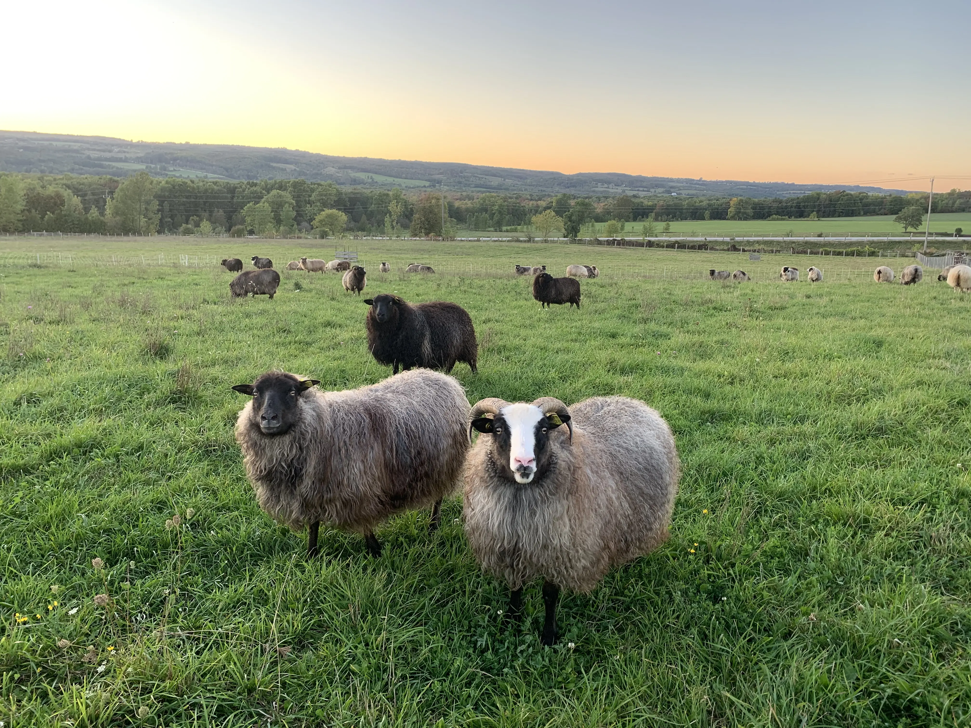 Moutons islandais dans le champ de Kimber Valley Farms.