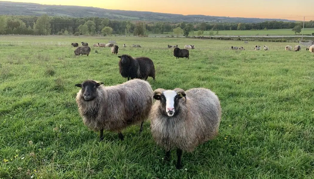 Moutons islandais dans le champ de Kimber Valley Farms.