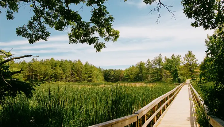 Passerelle en bois traversant les milieux humides de la zone de protection de la nature de la Pointe Lemoine à Kingston.