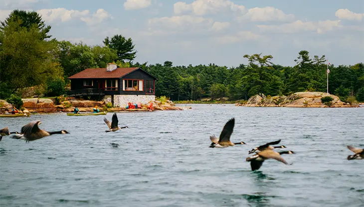 Gansos volando a baja altura sobre un lago, con una cabaña, canoas y una orilla boscosa al fondo.