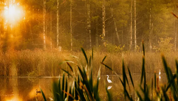 Sunlight filtering through trees over a calm wetland with birds and tall grasses.