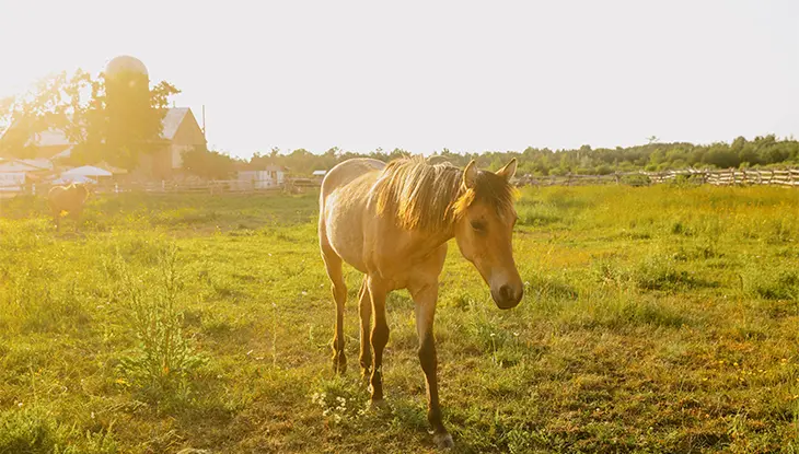 Cheval broutant dans un pâturage ensoleillé à la ferme Mādahòkì à Ottawa.