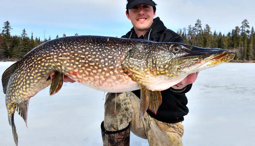 Un hombre sostiene un pez grande capturado mientras pescaba en el hielo en el río Inglés.