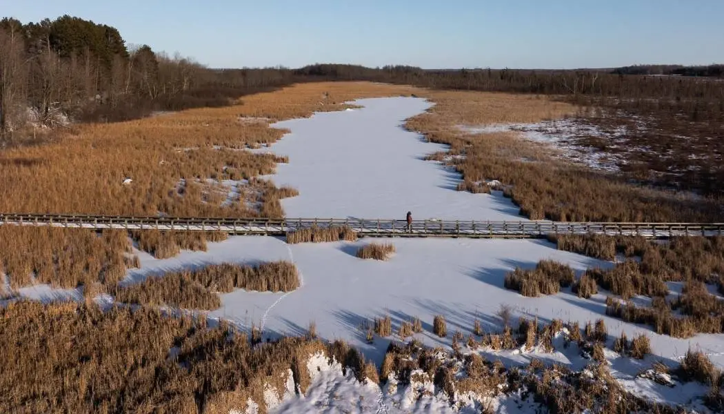Un excursionista solitario camina por una extensa pasarela que atraviesa aguas heladas y una zona pantanosa en el área de conservación de Mer Bleue Bog, en Ottawa.