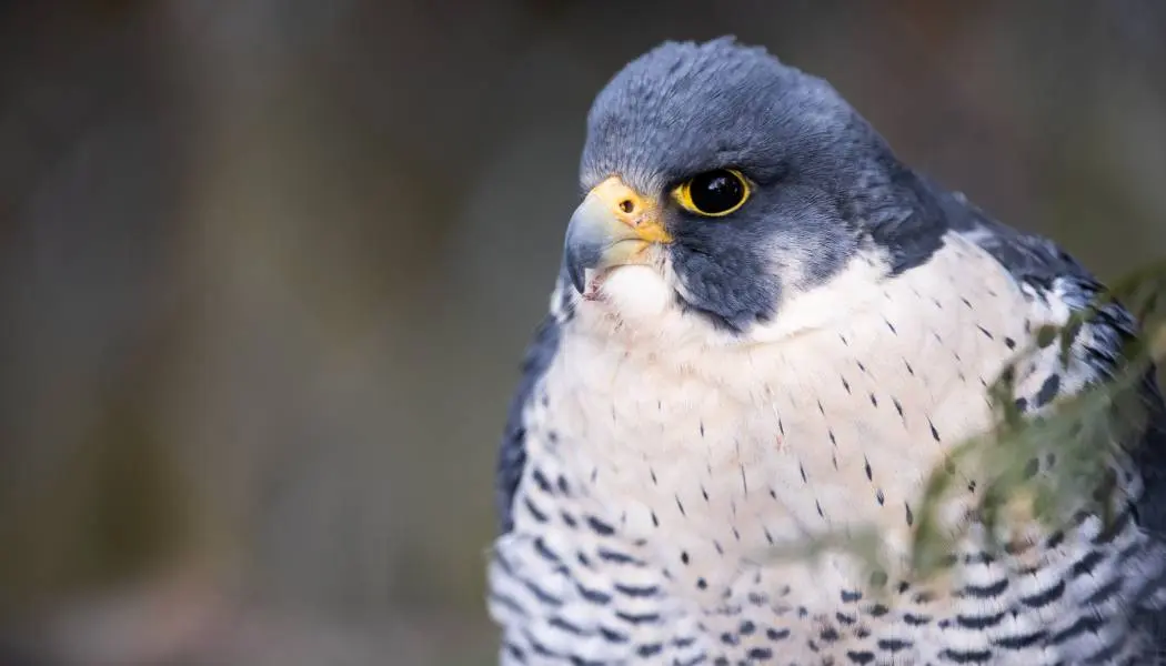 Gros plan sur un faucon pèlerin dans un sanctuaire pour oiseaux de proie et centre d’éducation près de Hamilton, en Ontario.