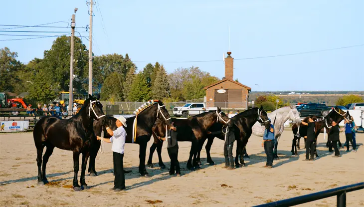 A line-up of one white and six sleek brown horses in a sandy arena being tended to by people in cowboy hats.