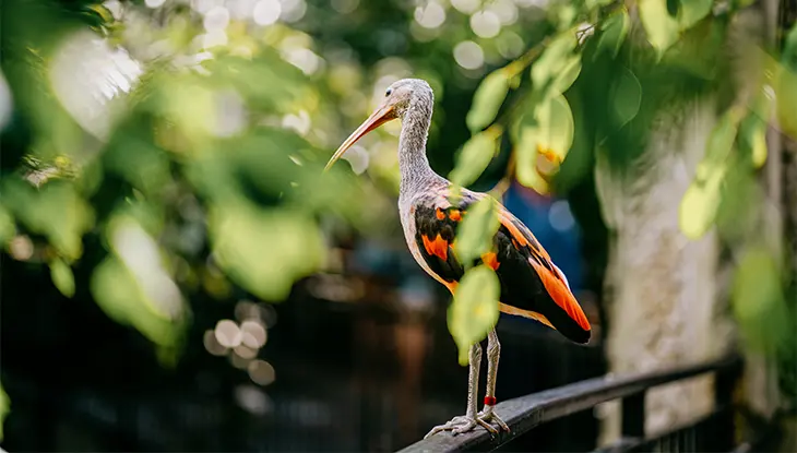 Un ave tropical posada entre la vegetación en los Jardines Botánicos de Niagara Parks.