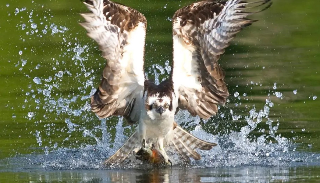 Image spectaculaire d'un balbuzard pêcheur attrapant un poisson.