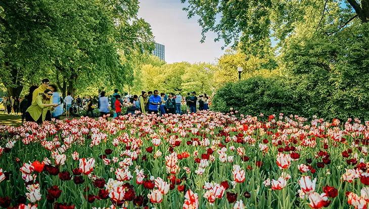 Tulipanes rojos y blancos en flor con gente paseando por un parque al fondo.