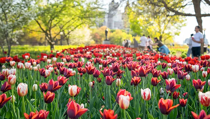Red and pink tulips in bloom during the spring Tulip Festival in Ottawa.