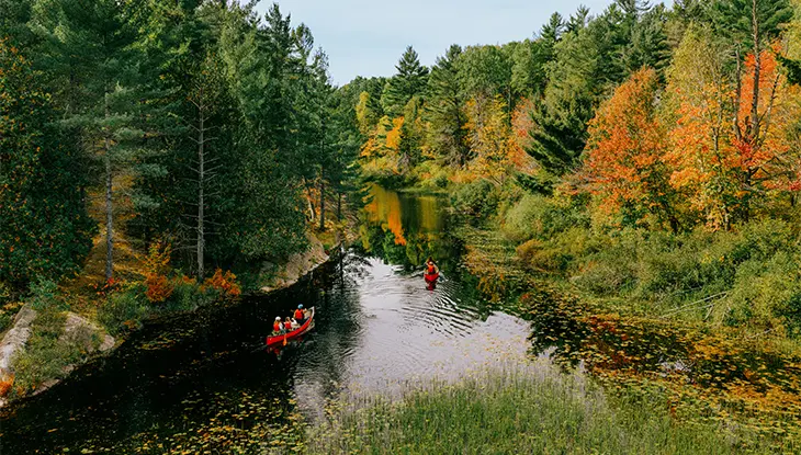 Canoes paddling along a calm river surrounded by dense forest with vibrant fall colours.