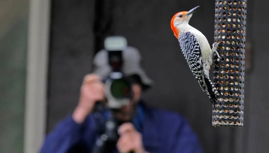 Un homme photographie un pic à ventre roux en Ontario.
