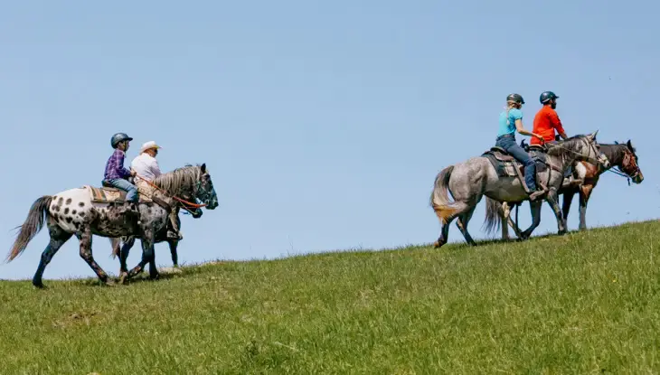 澄み切った青空の下、ヘルメットをかぶった4人がまだら模様の灰色の馬に乗って草の生えた丘を登っています。