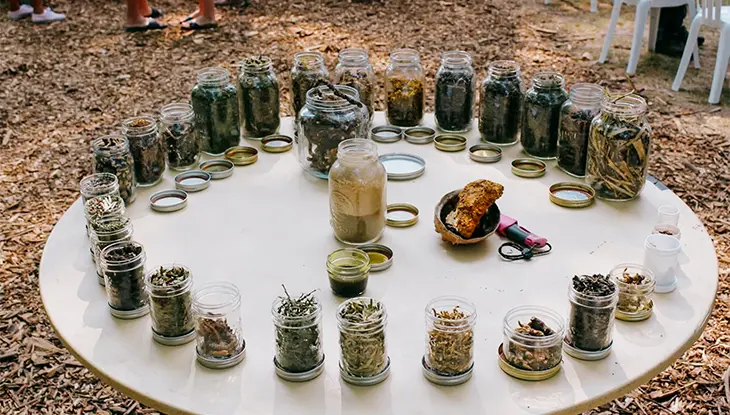 Jarres de plantes médicinales indigènes exposées sur le sentier Journey to Anishinaabe Knowledge aux Jardins botaniques royaux.