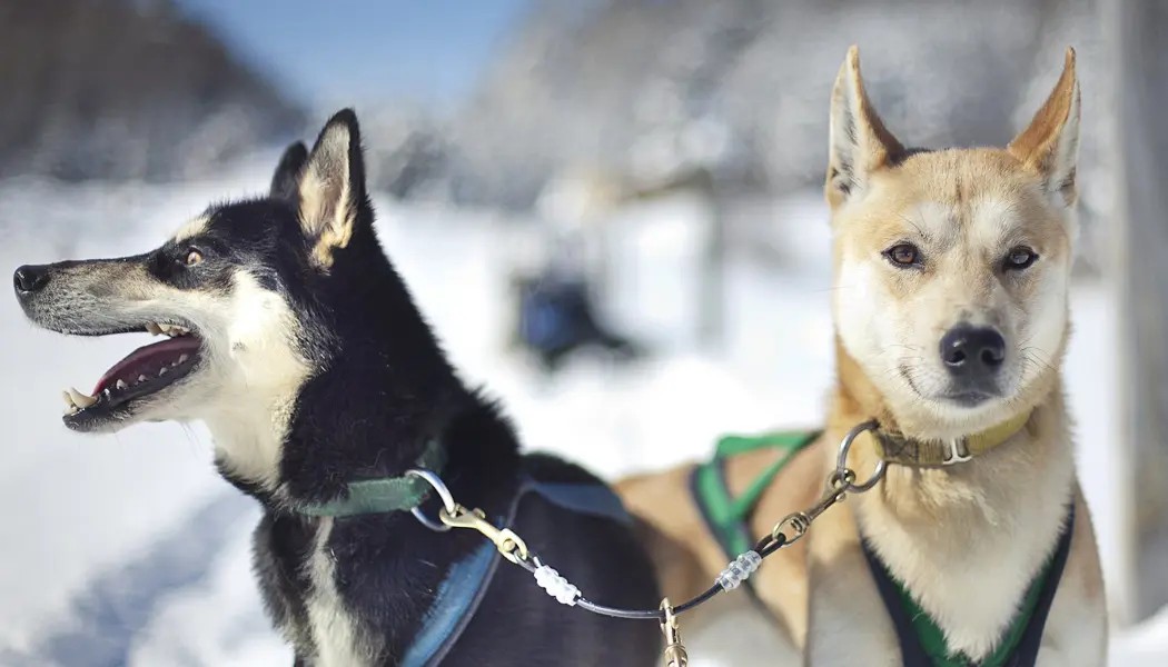 Two beautiful dogs are harnessed and ready for an exciting dog sledding excursion in Algonquin Provincial Park.