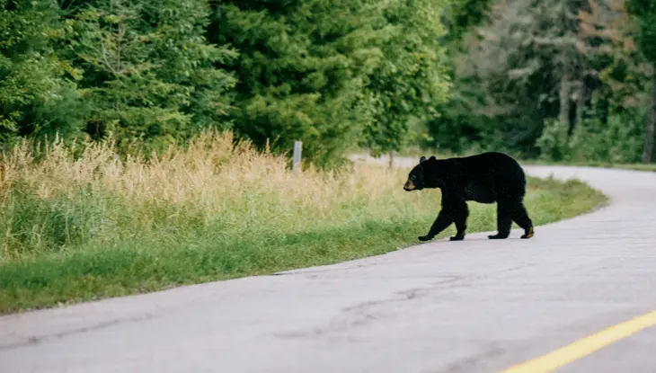 Ours noir traversant une route asphaltée bordée par une forêt et de hautes herbes.