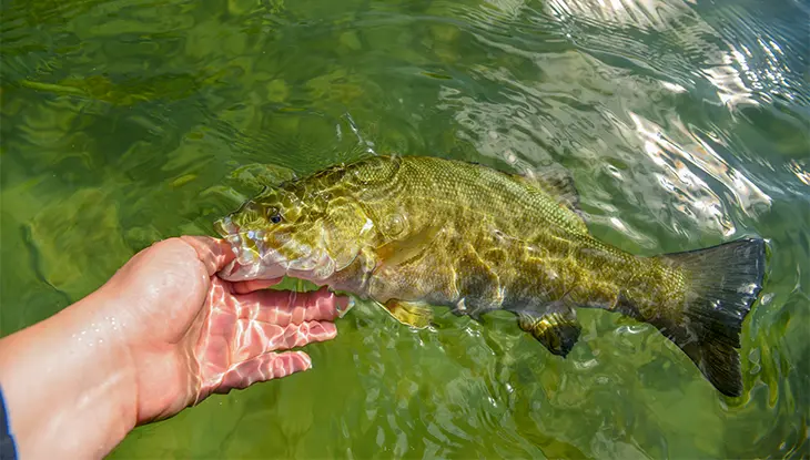 Close up of a hand safely releasing a fish back into the water.